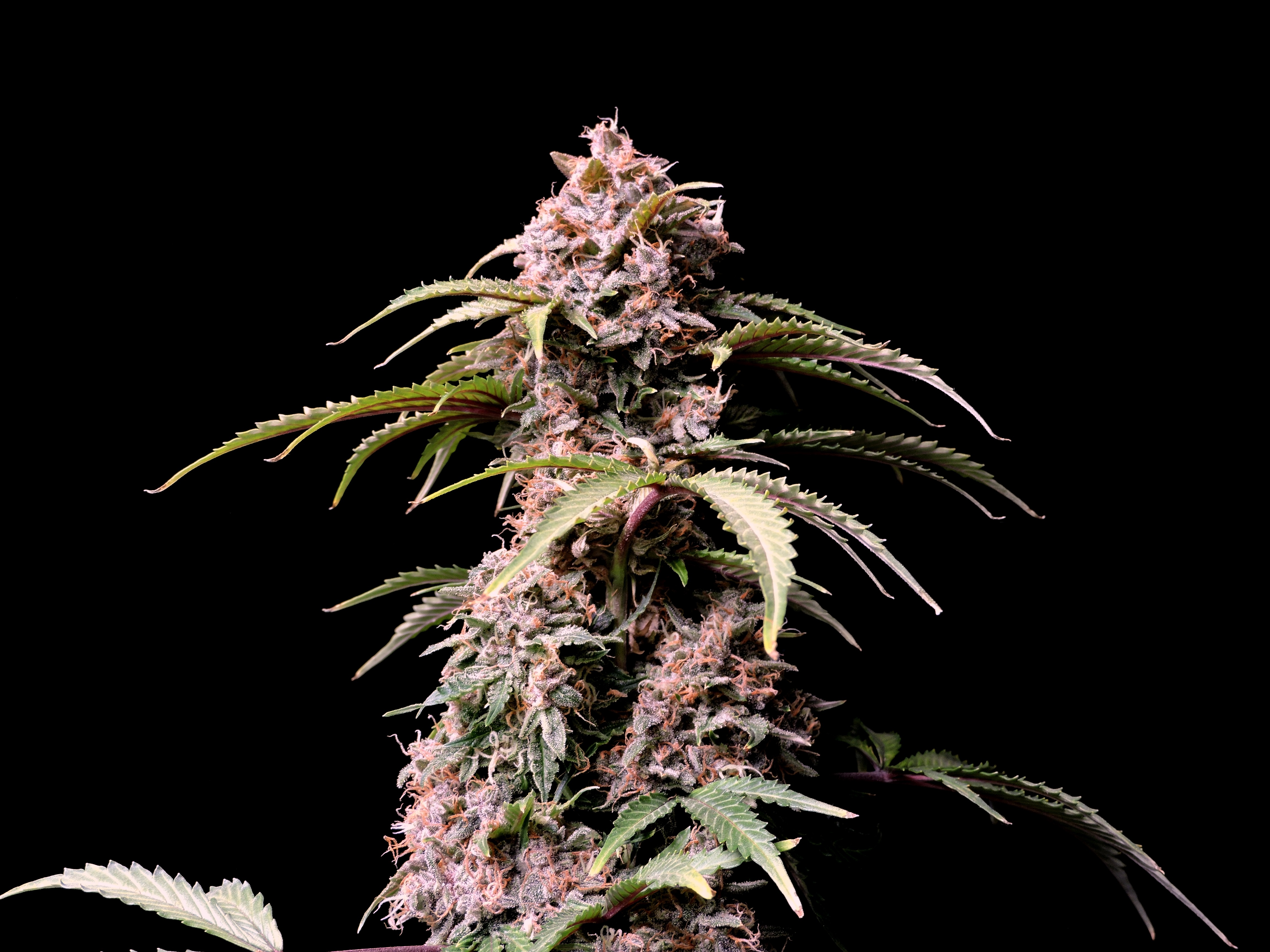 Amnesia Z Auto