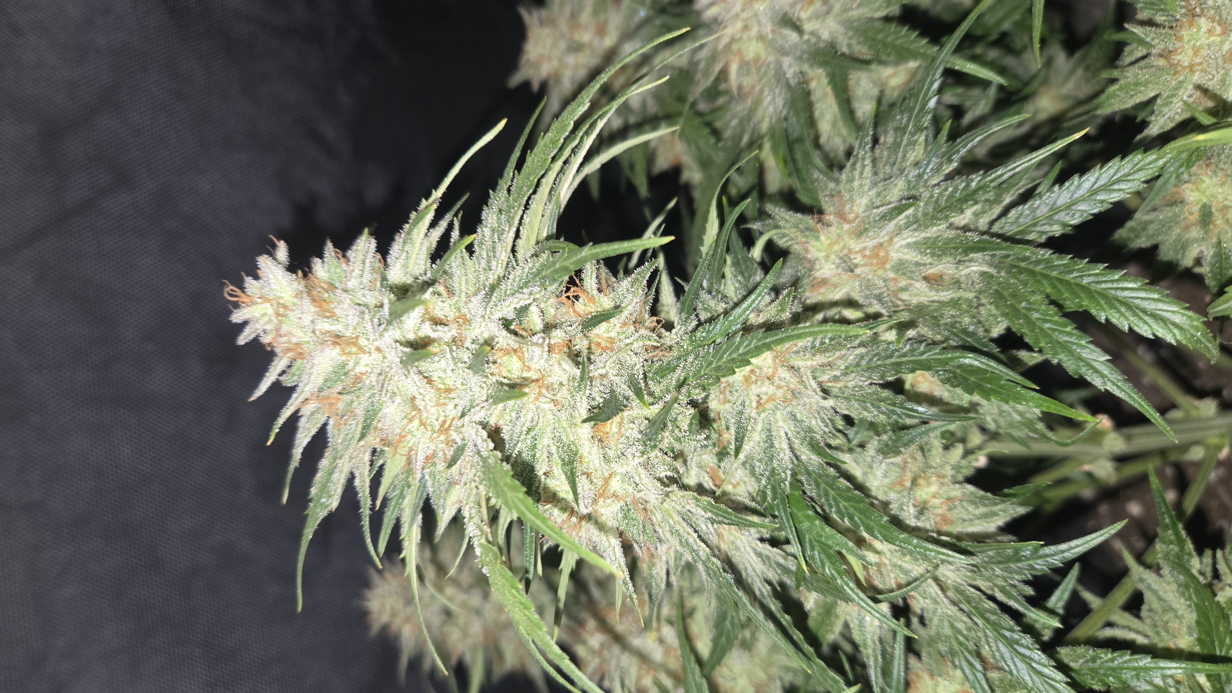 Frostbanger Auto