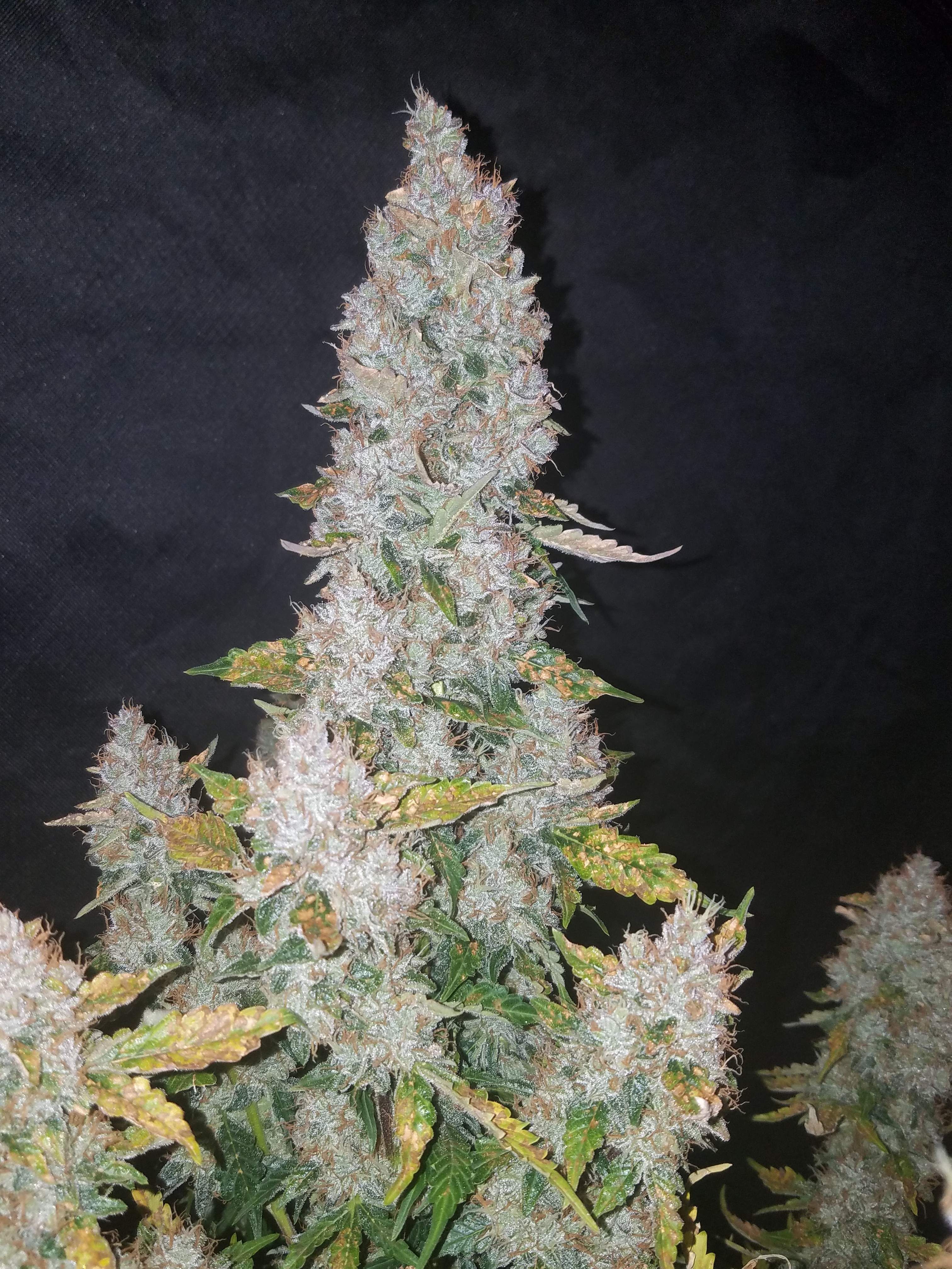 Stardawg