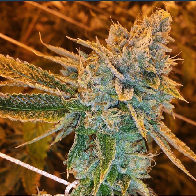 West Coast O.G.