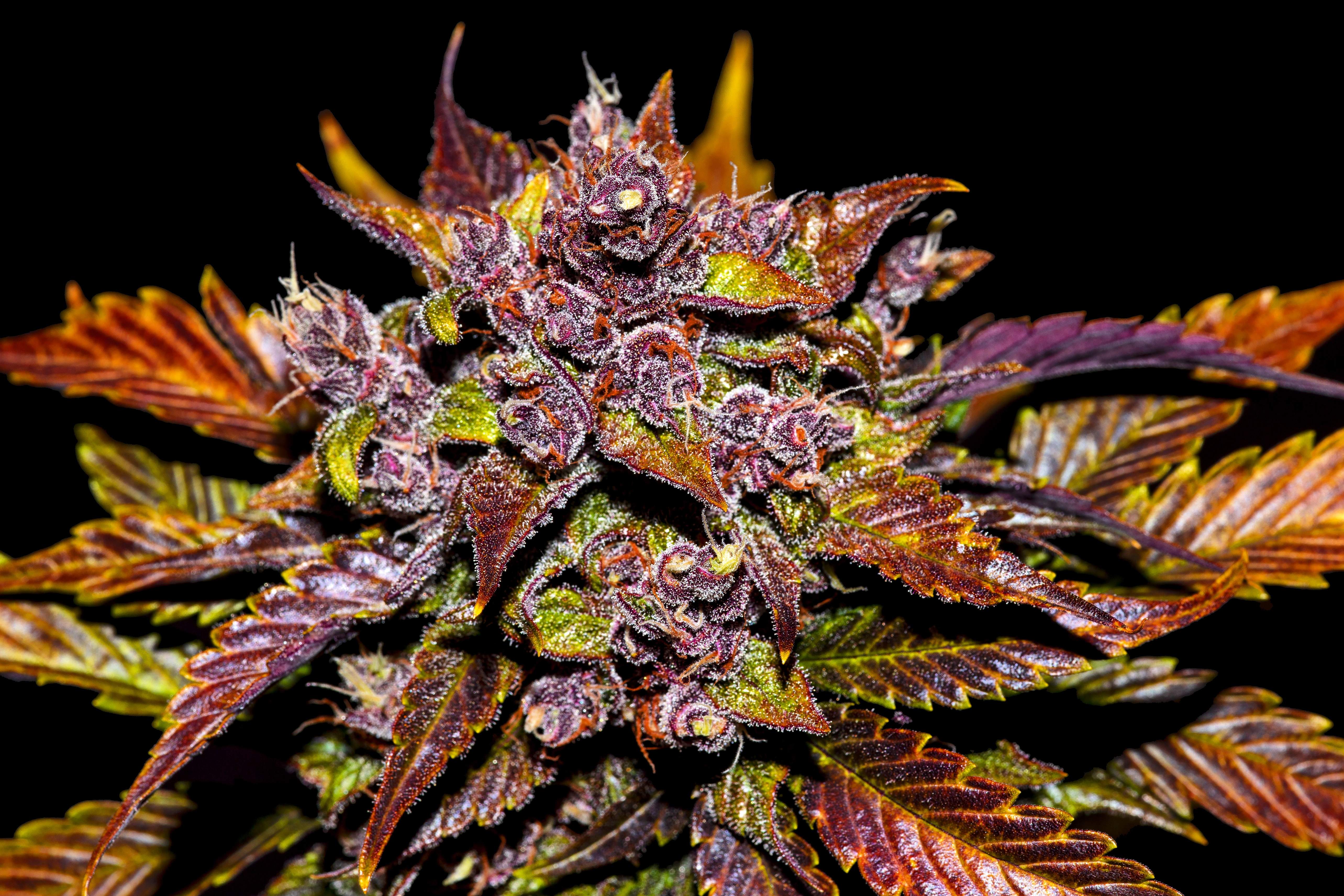 Blackberry