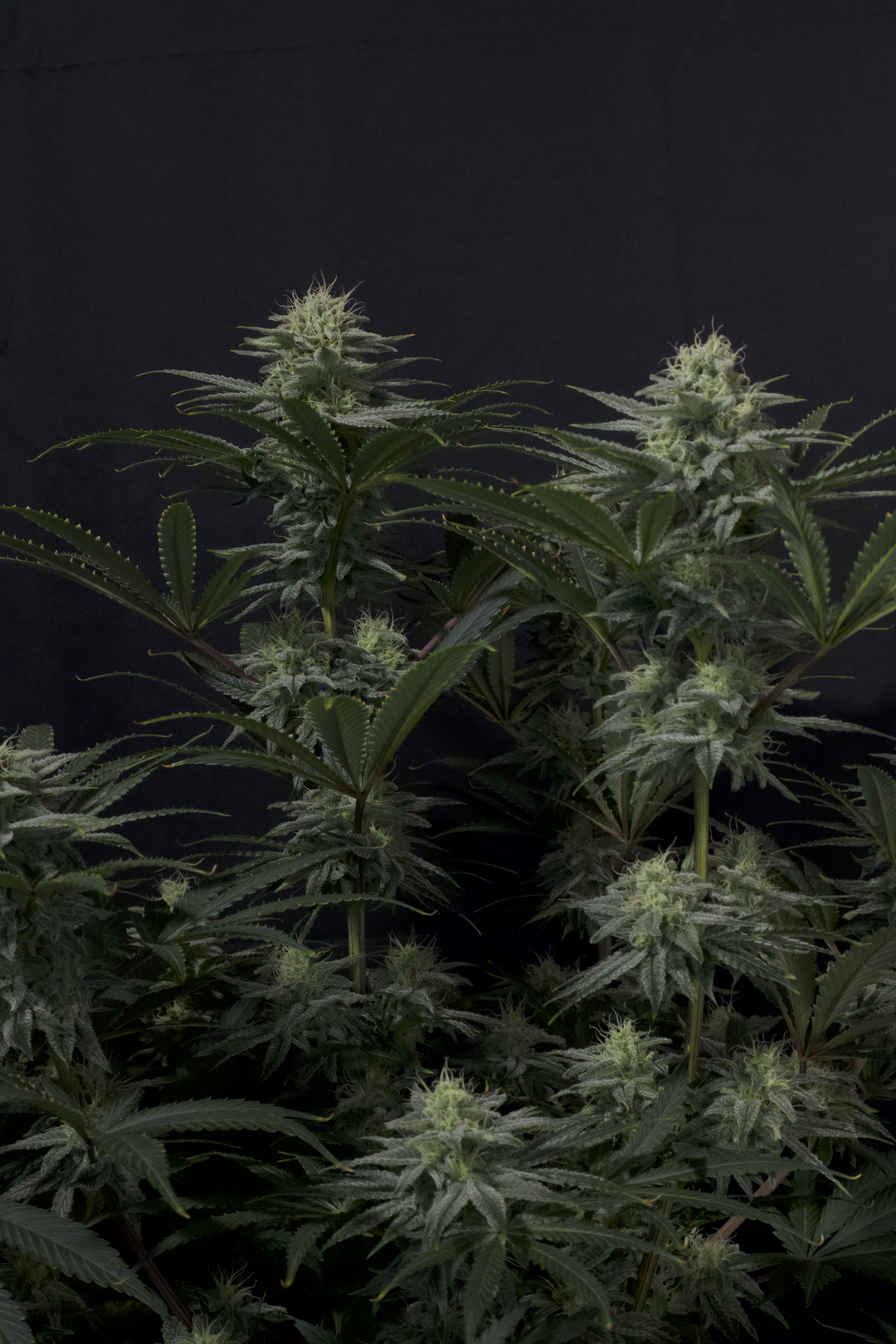 Gorilla Sherbet FF