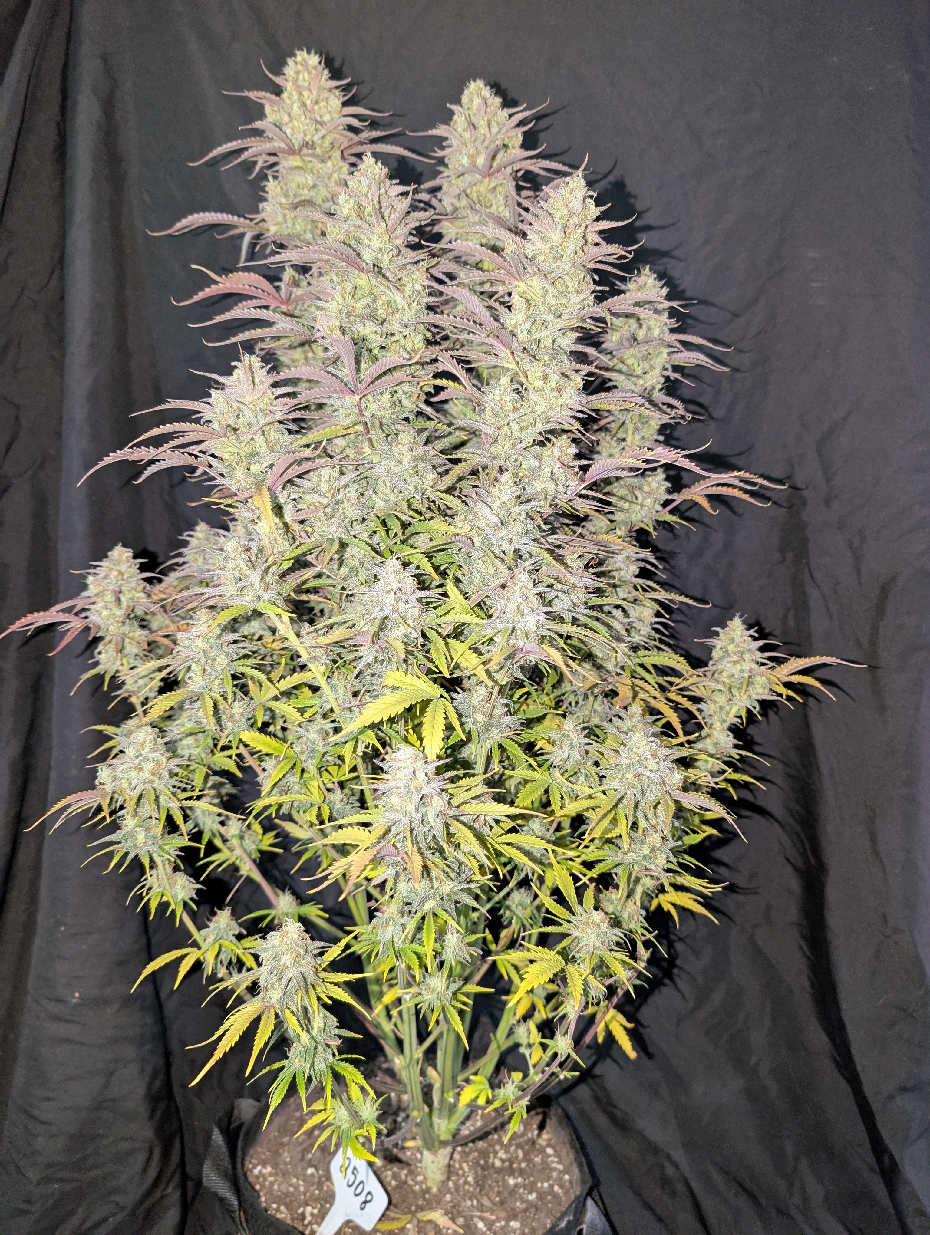 Z-Up Auto