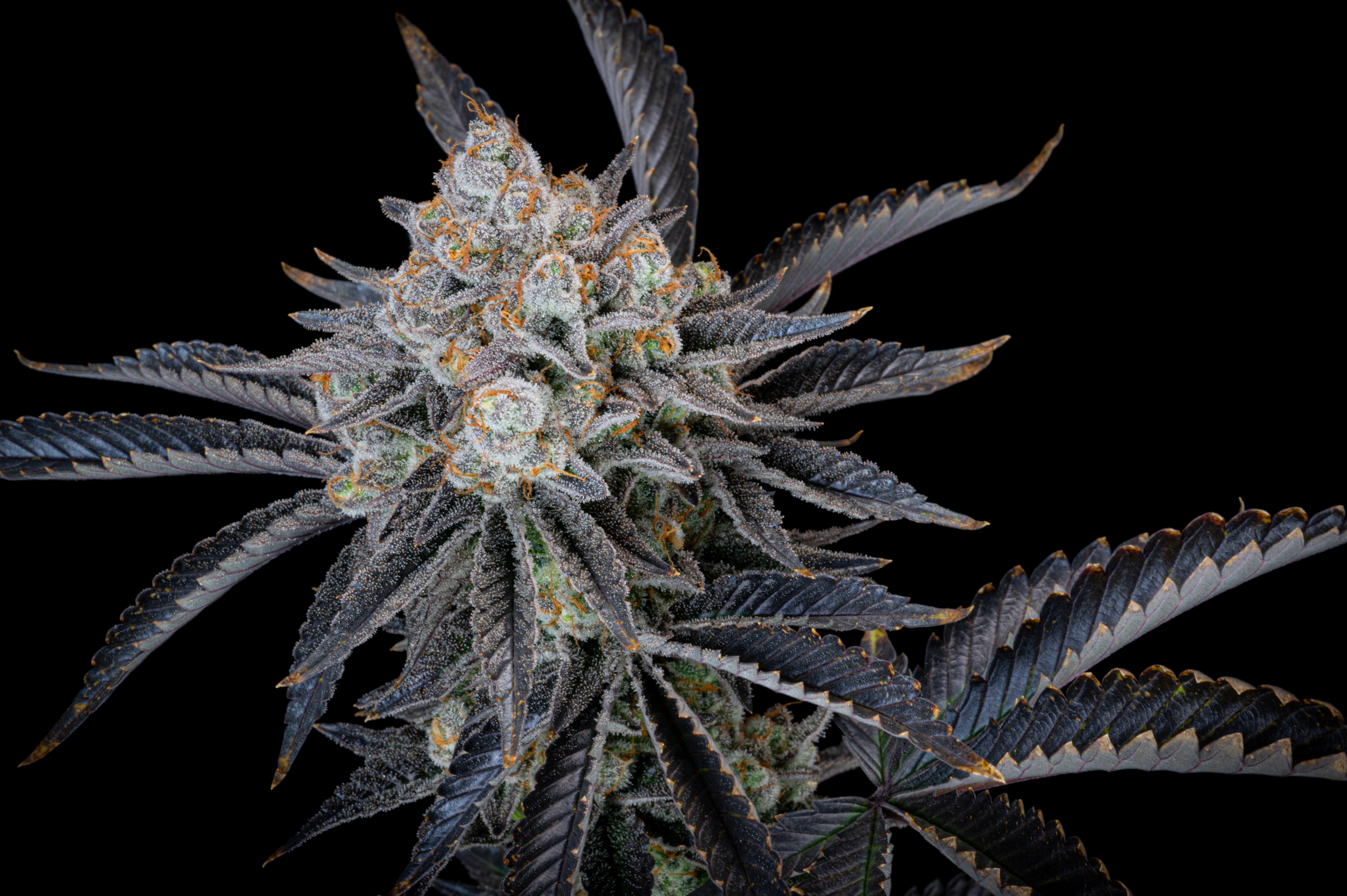 Gorilla Cookies FF