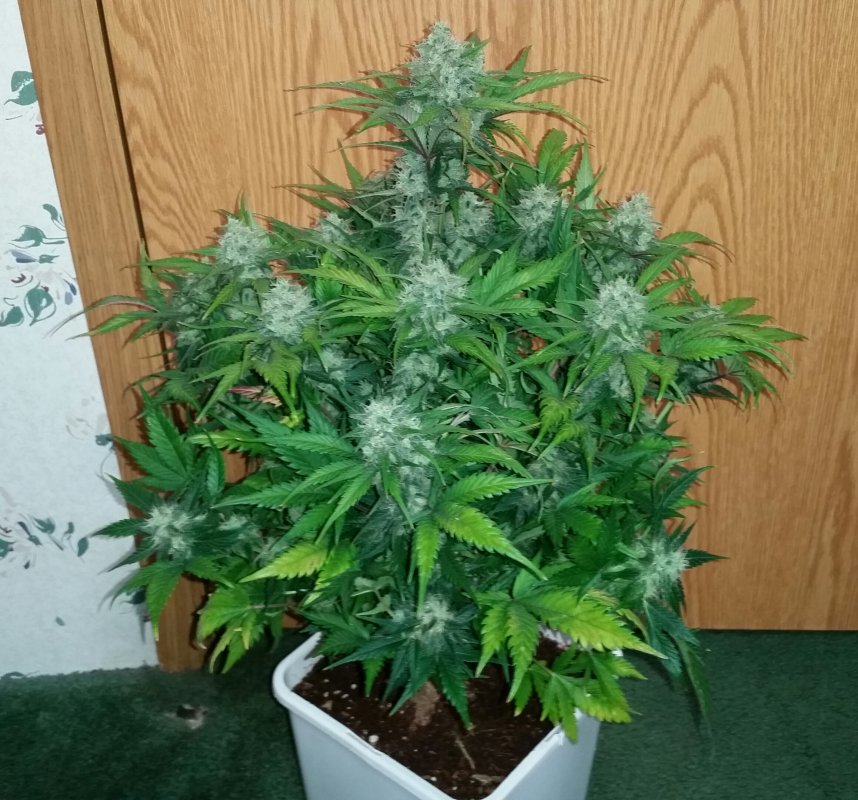 Green Crack