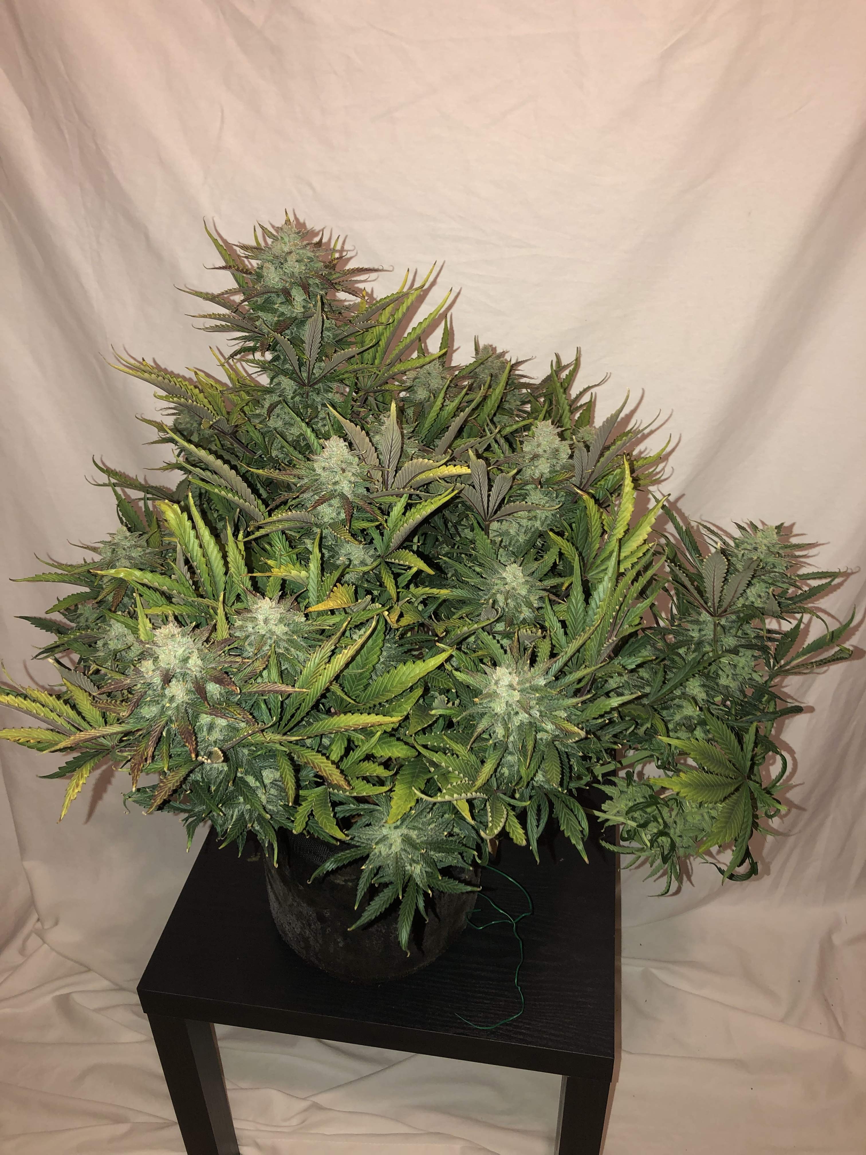 Gorilla Glue