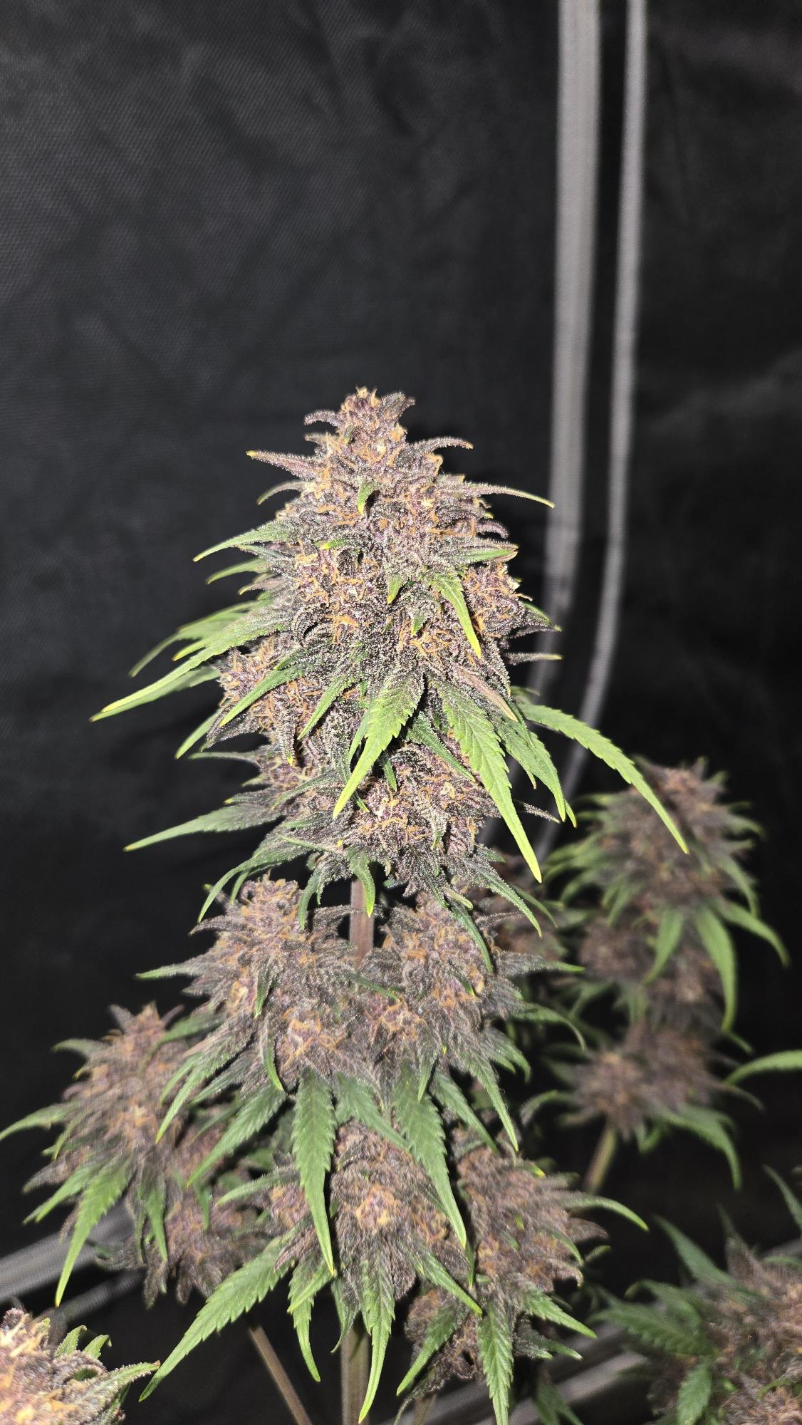 Purple Haze Auto