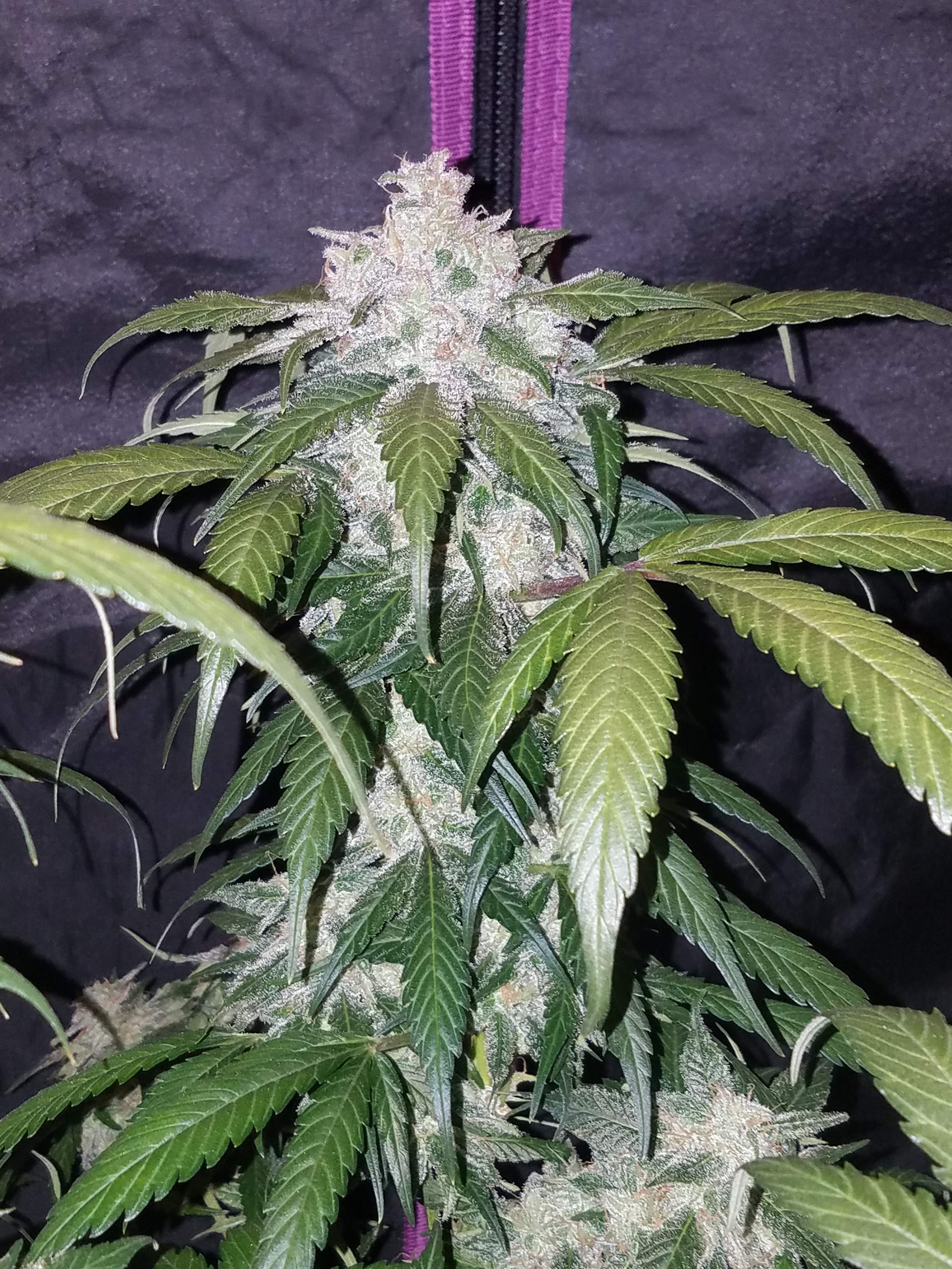 Pineapple Express