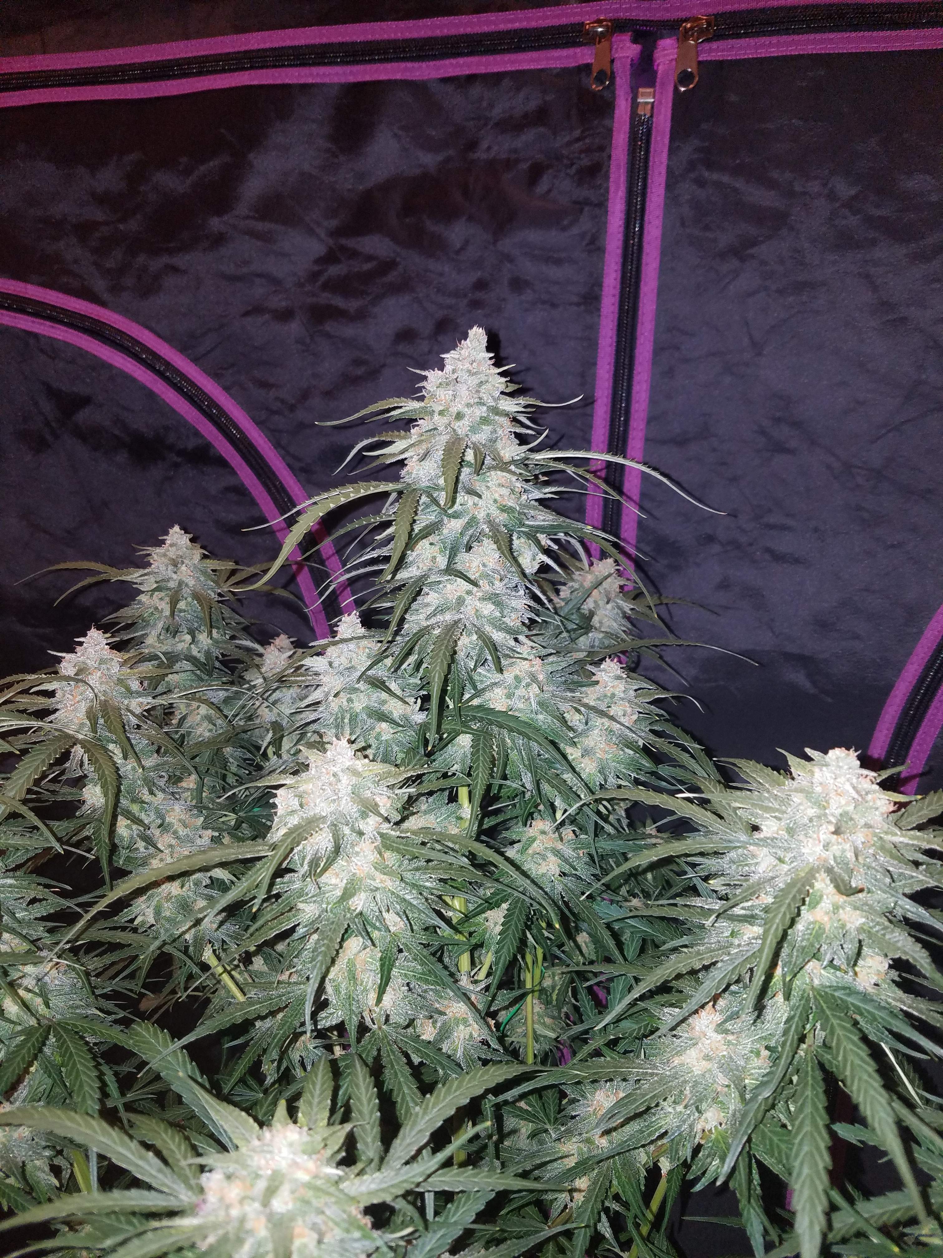 Pineapple Express