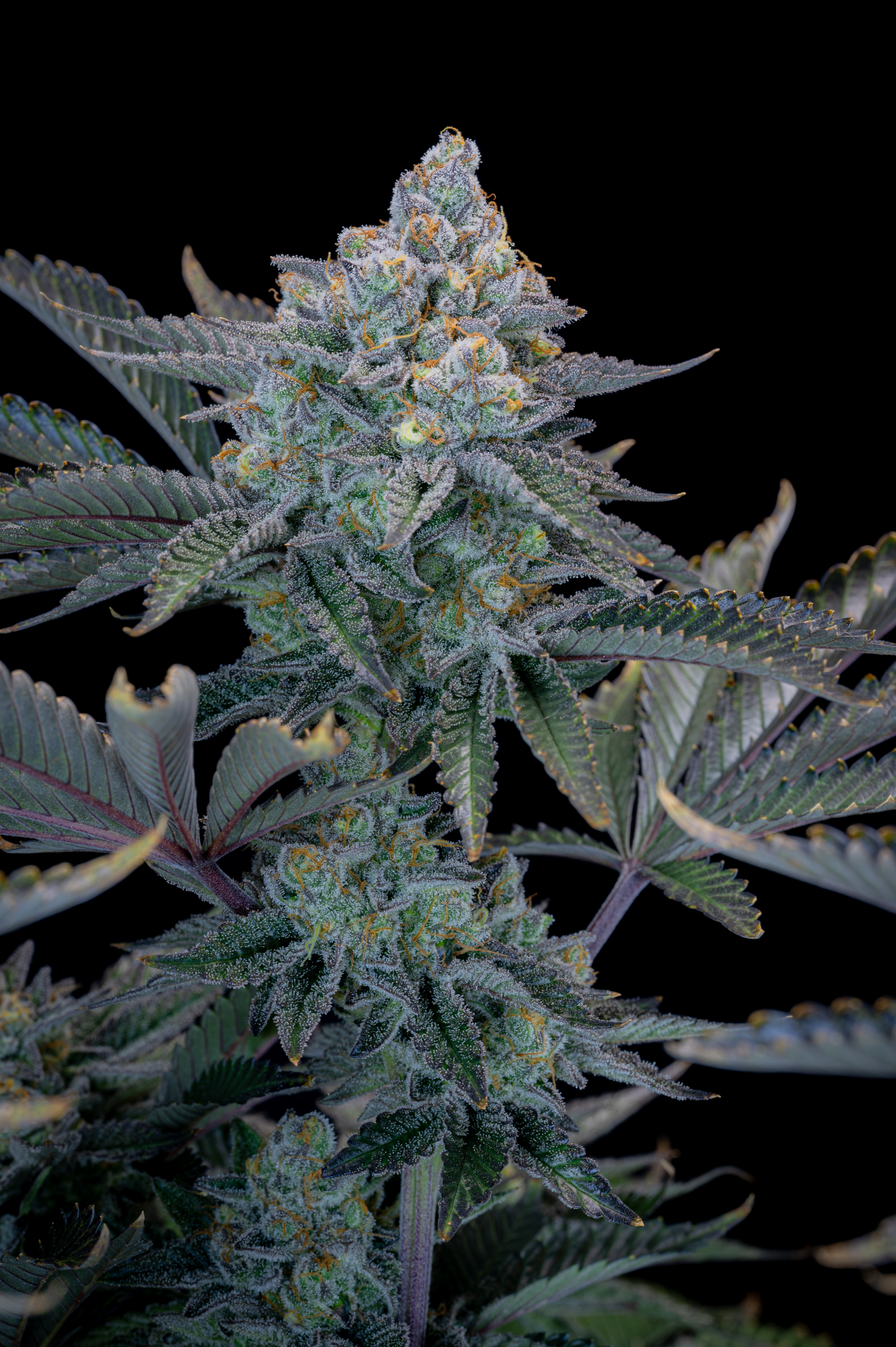 Gorilla Cookies FF