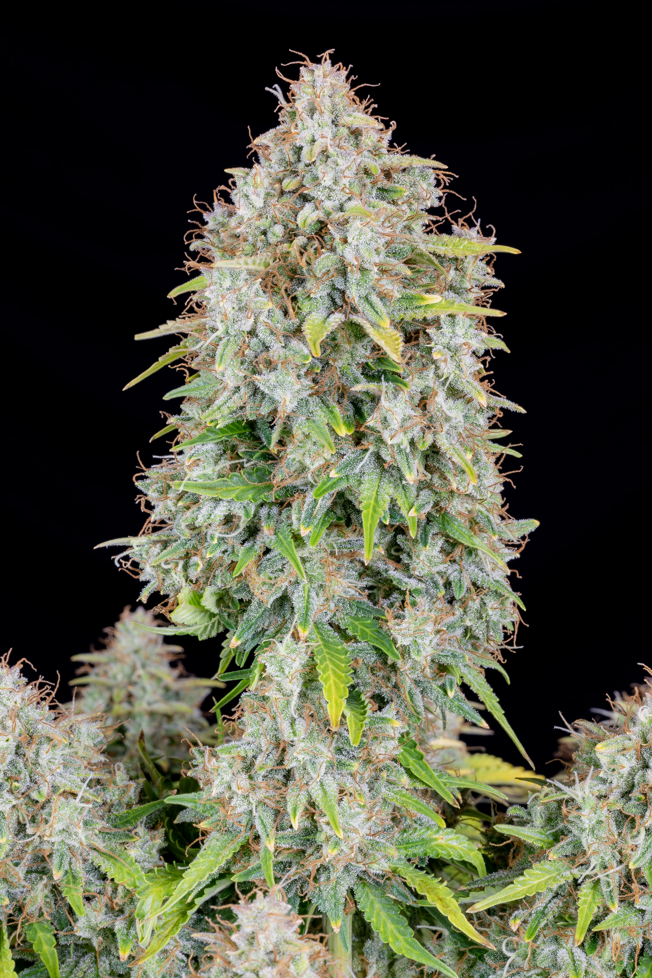 Original Cinderella Auto