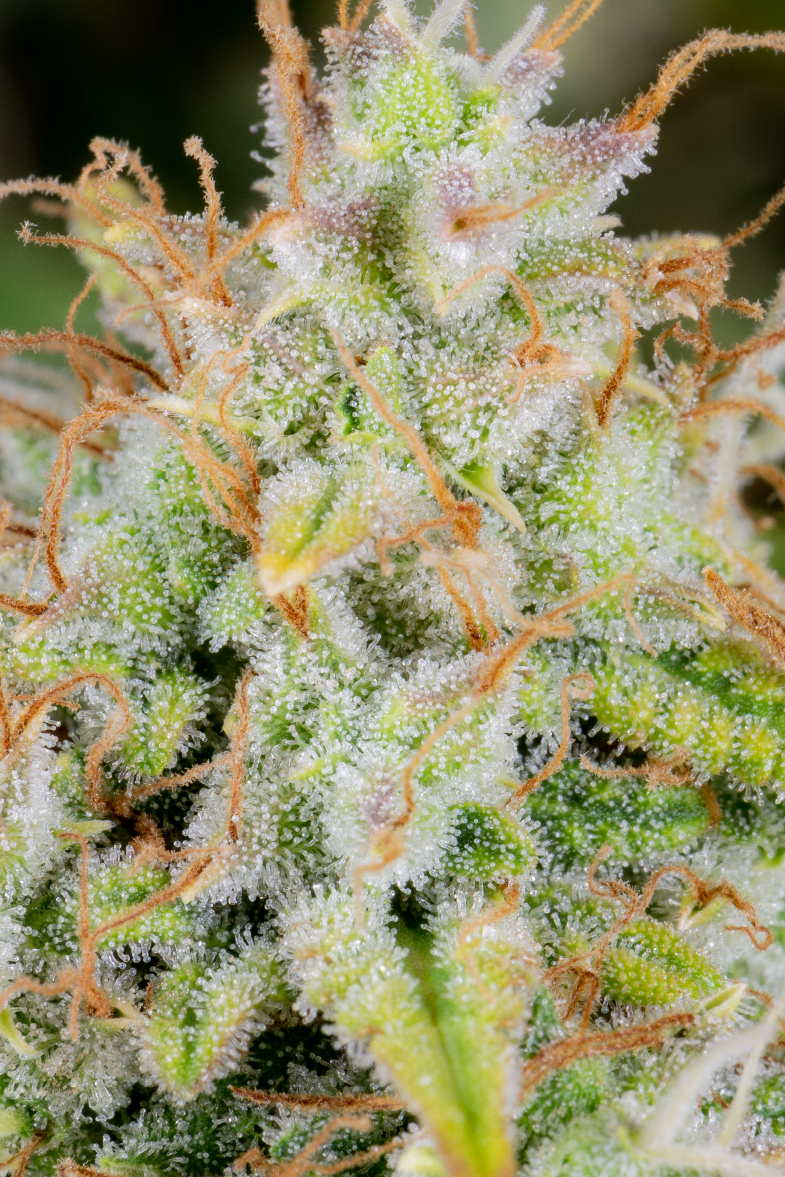 Original Cinderella Auto