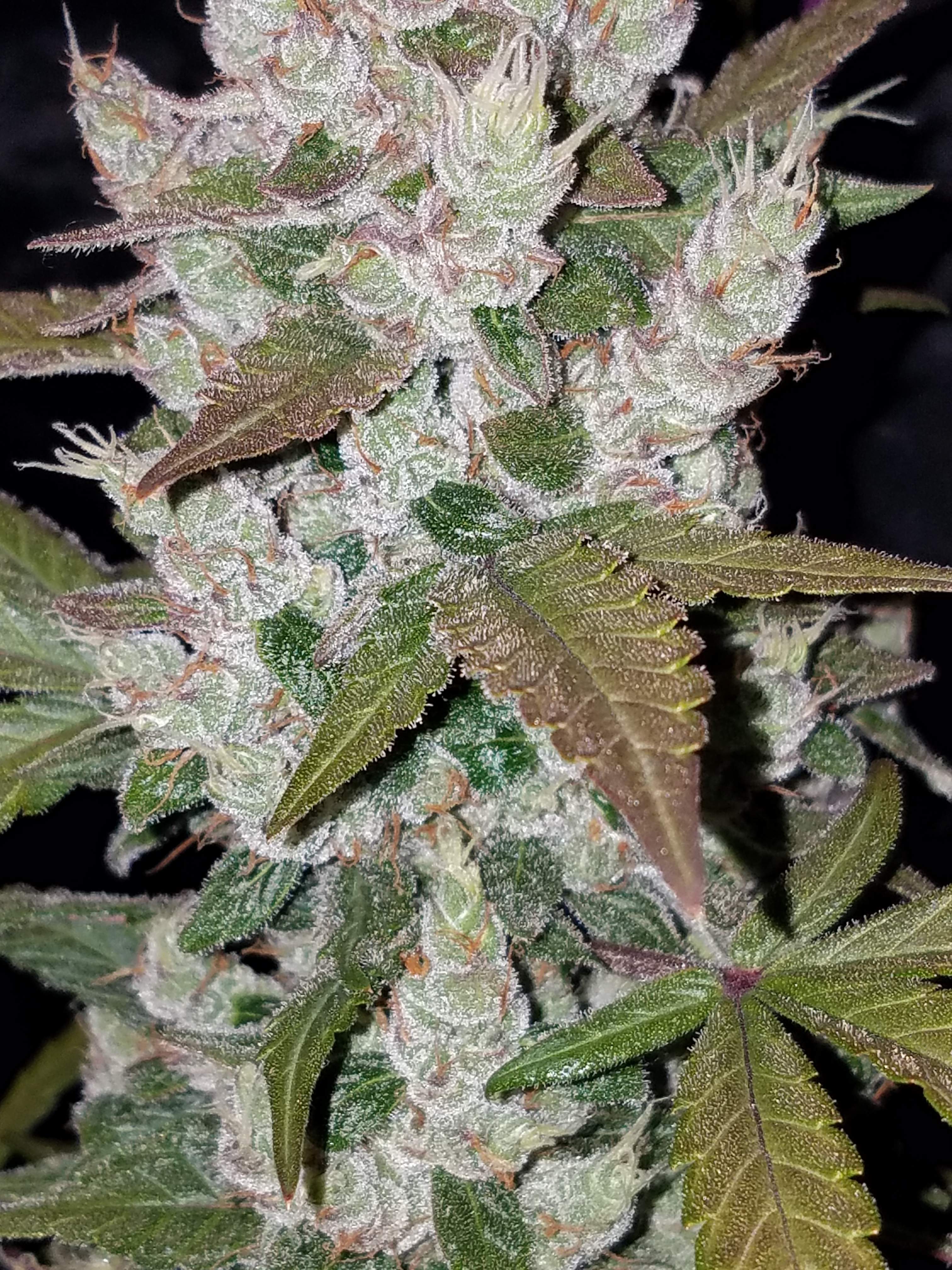 Girl Scout Cookies