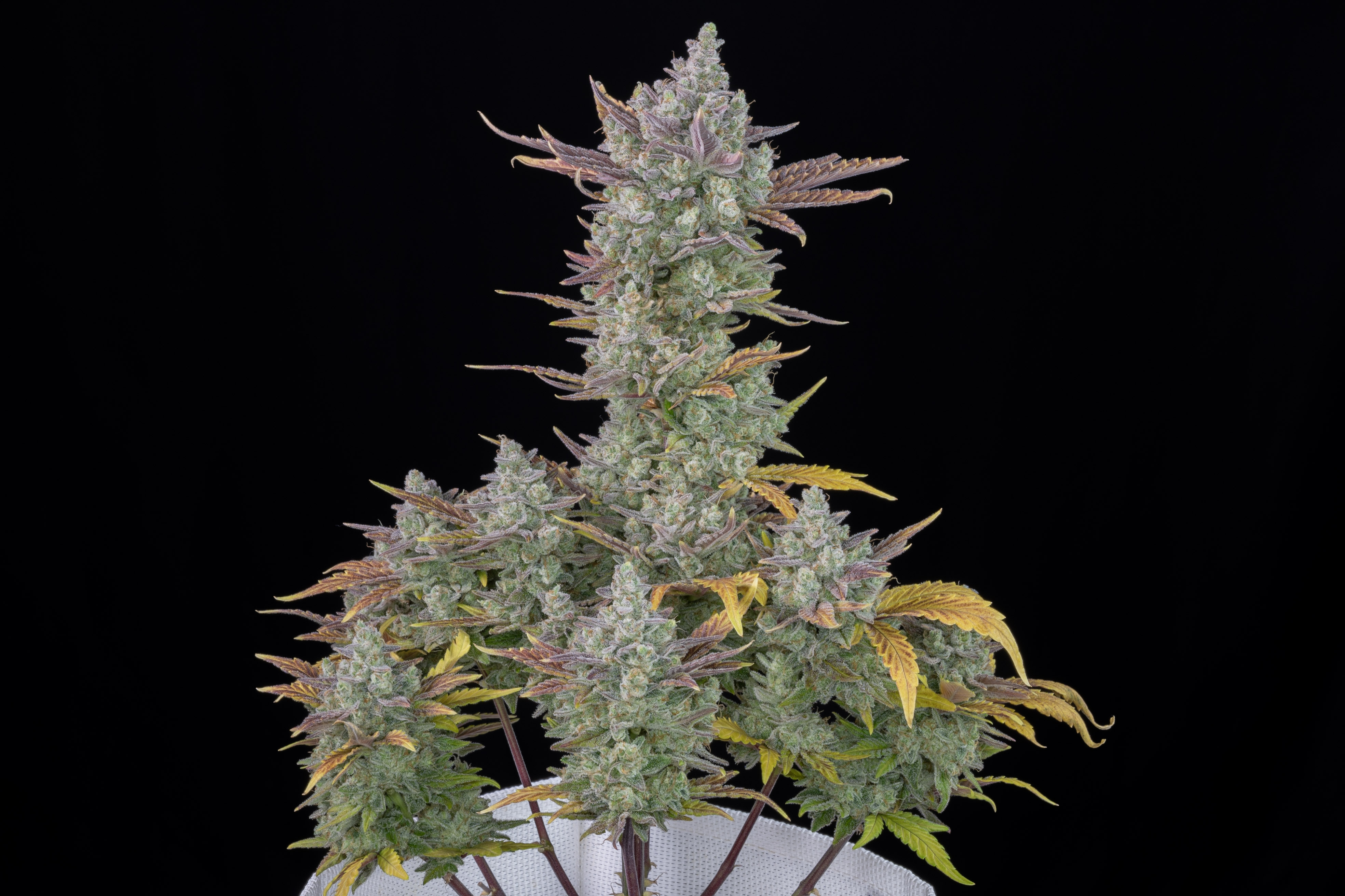 Gorilla Cookies