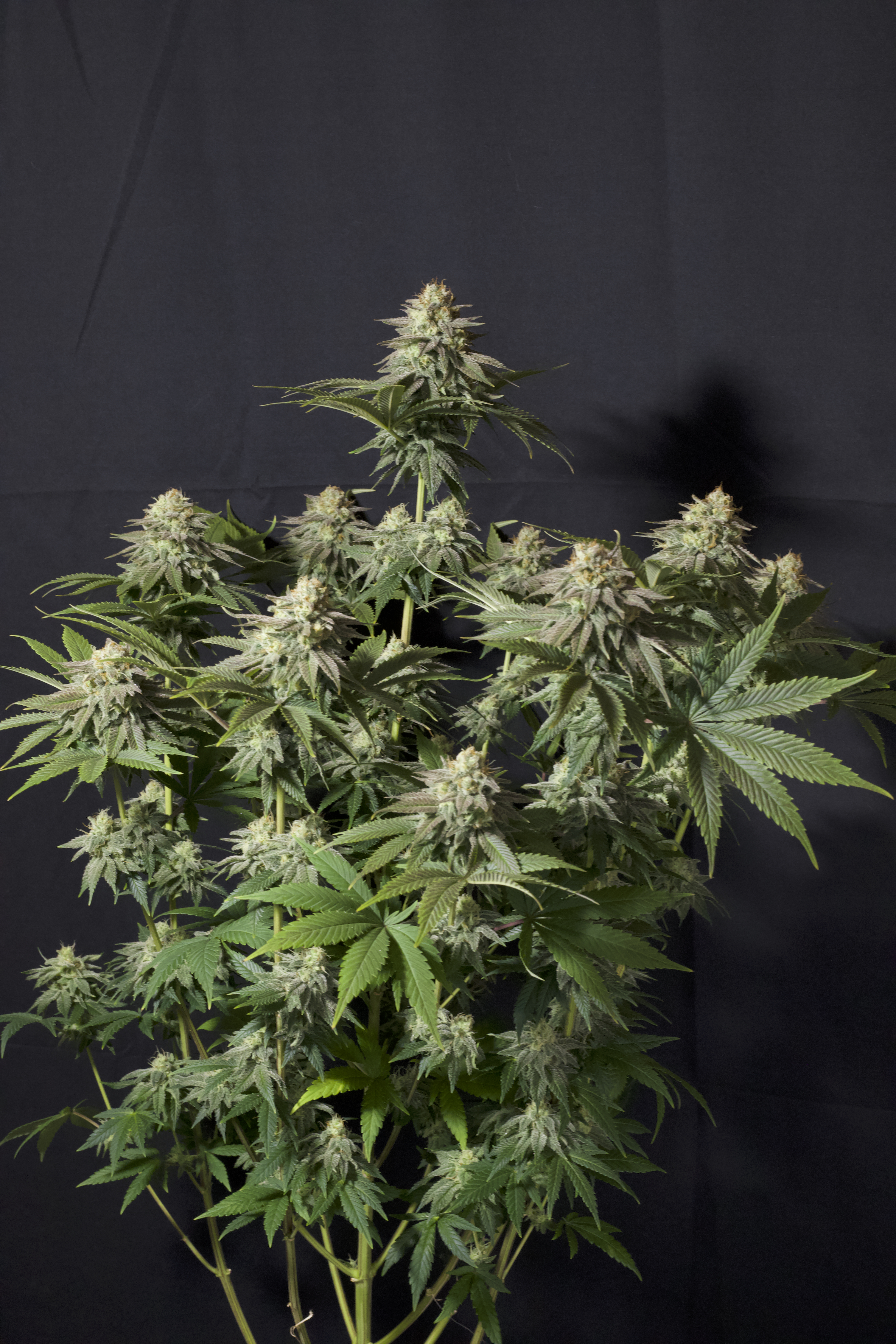 Orange Sherbet FF