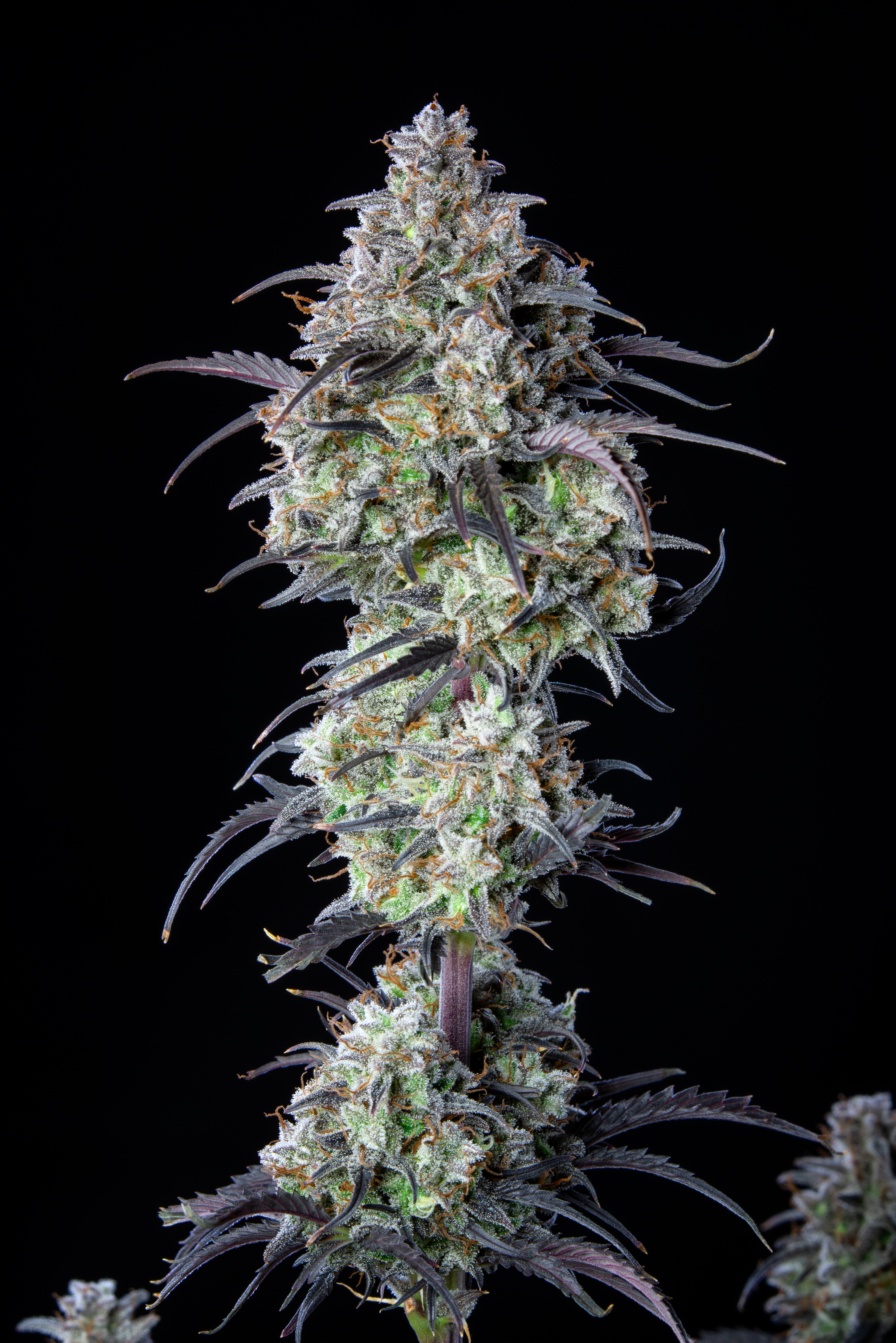 Mimosa Cake Auto