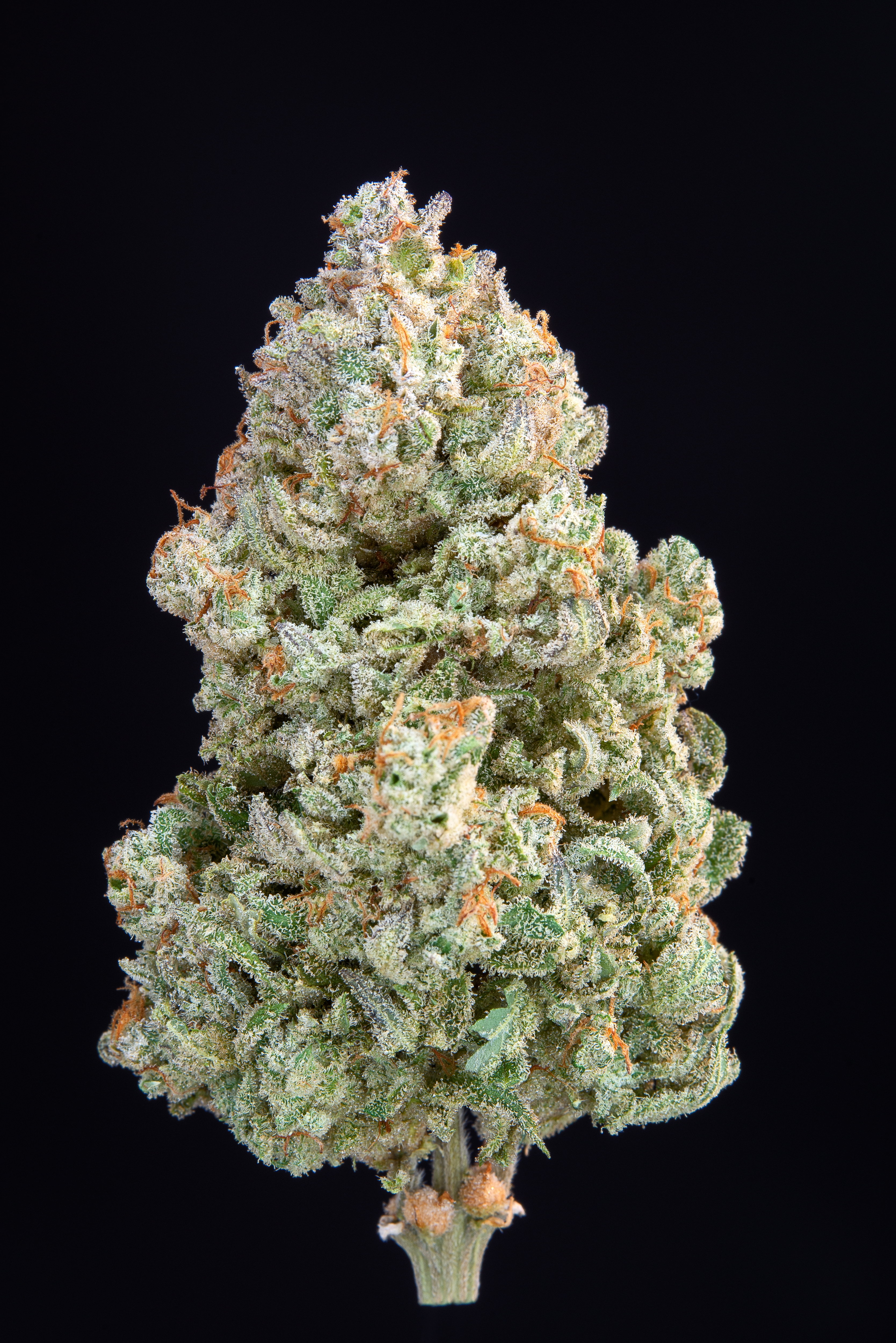 Original Afghan Kush Auto