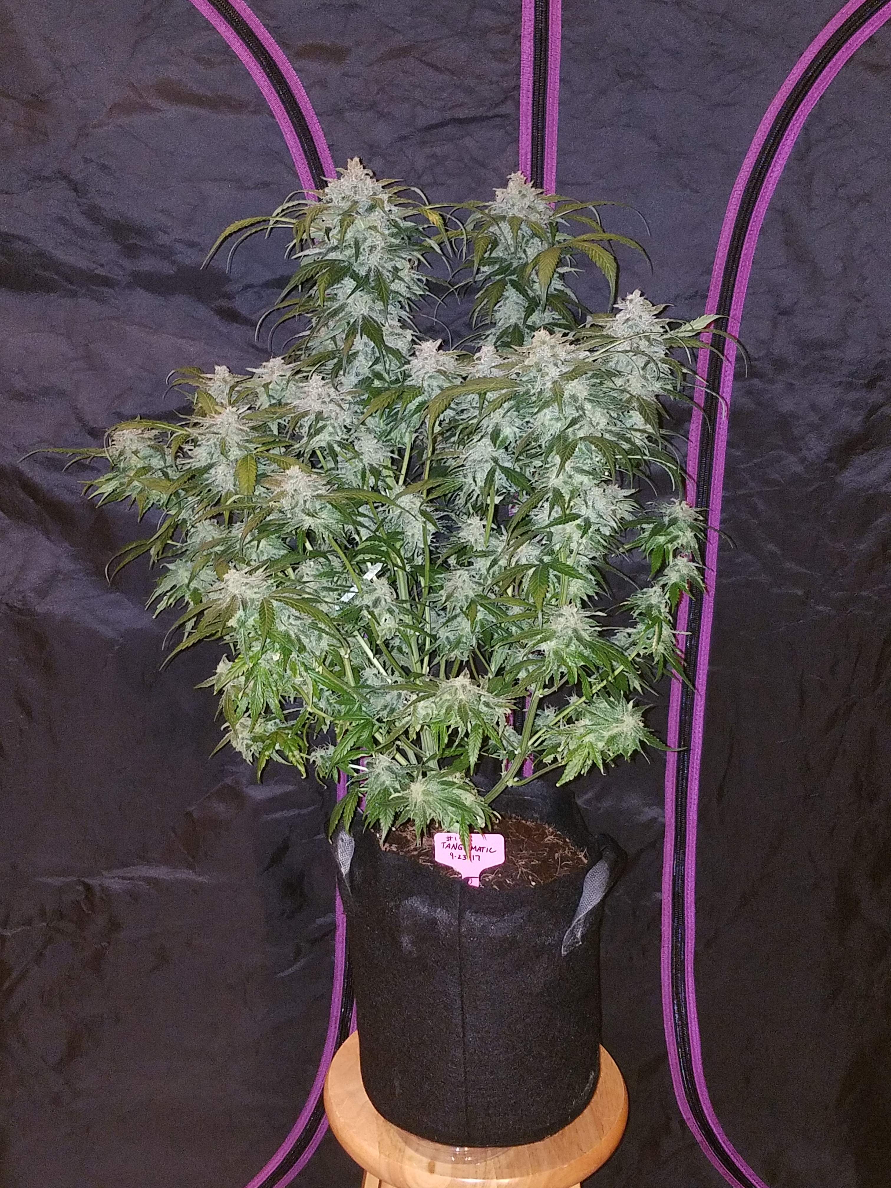 Tangie Matic