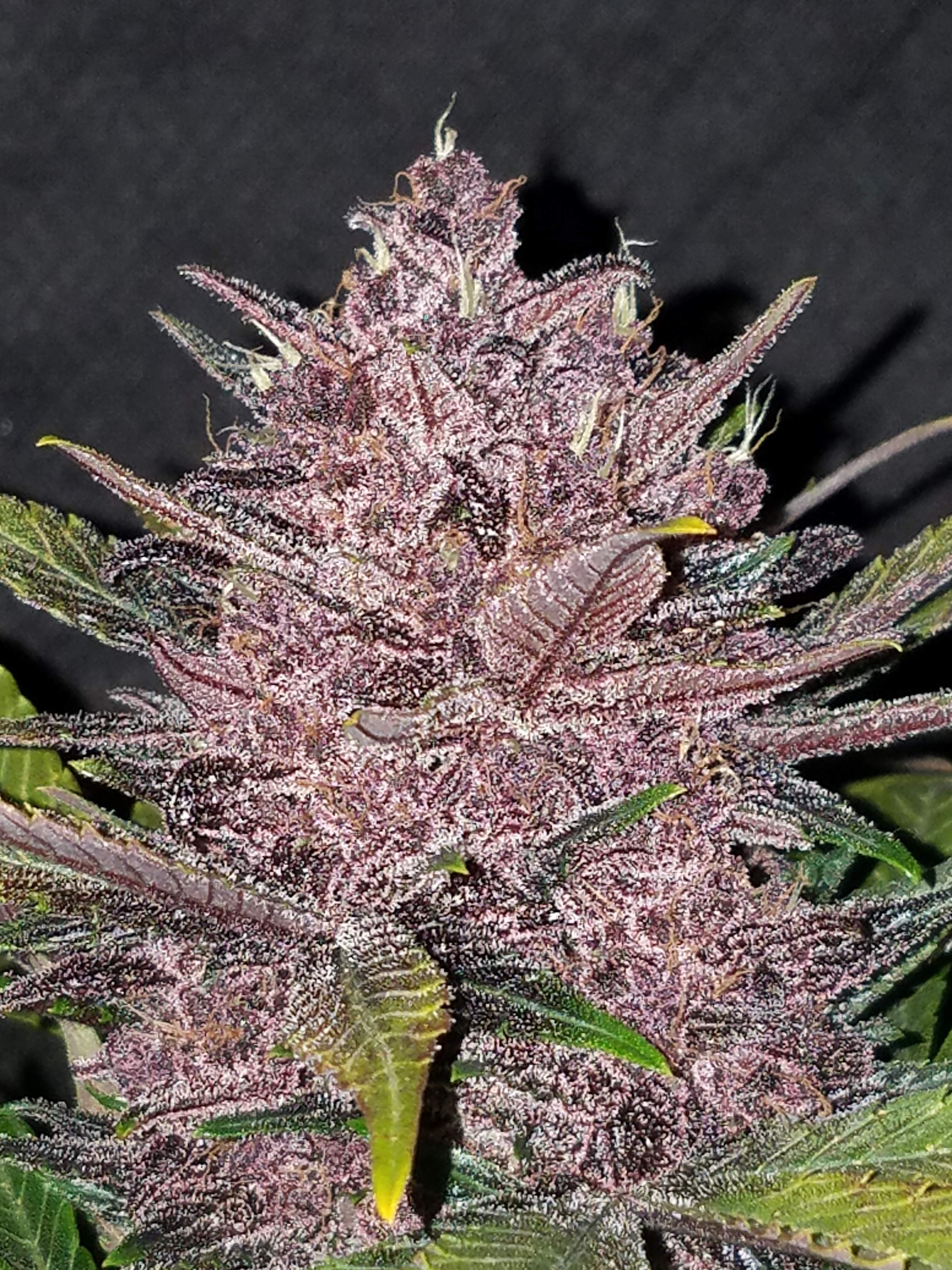 Blackberry