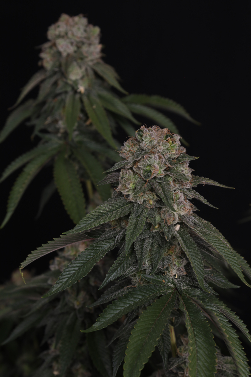 Photo of GG4