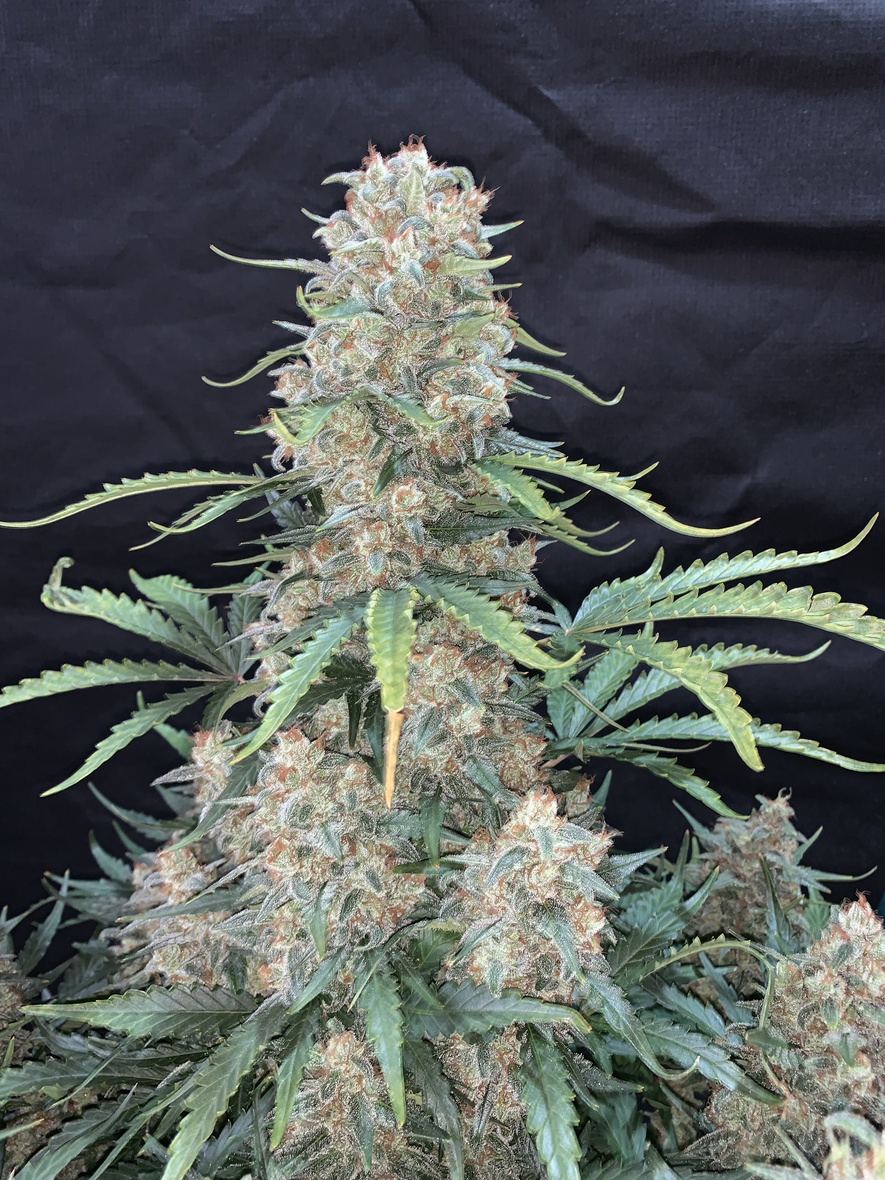 Original Afghan Kush Auto