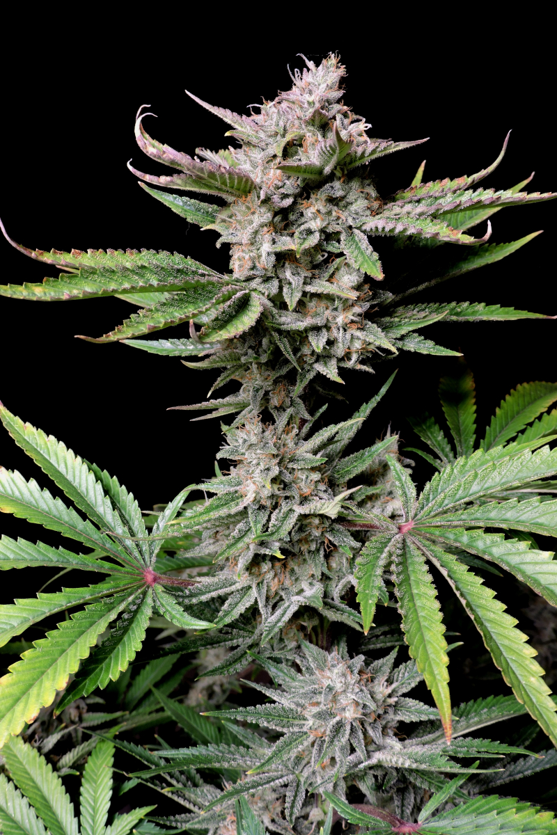Photo of Cherry Cola Auto