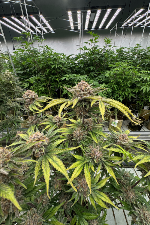 Cherry Cola Auto RF3