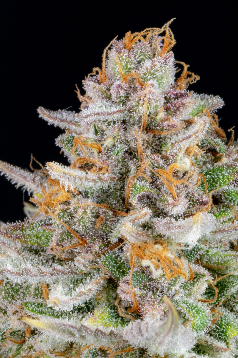 Photo of Strawberry Pie Auto