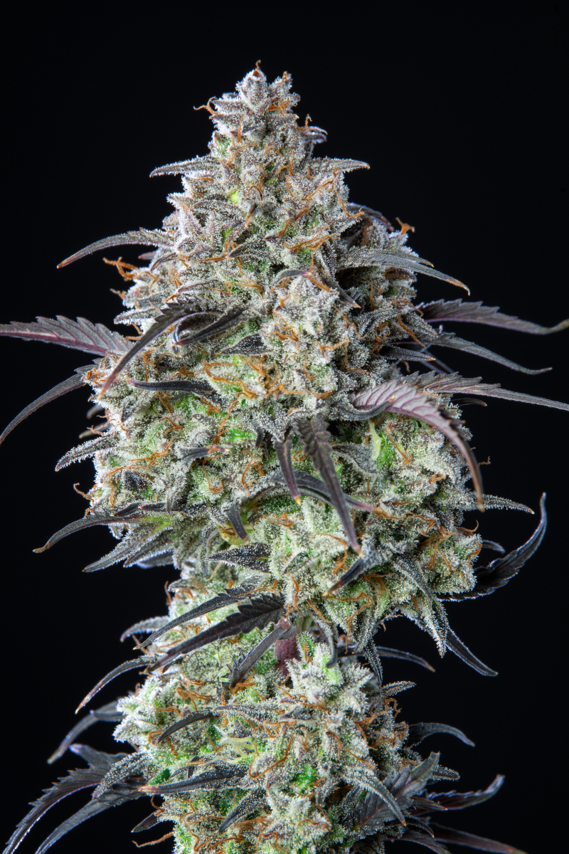 Photo of Mimosa Cake Auto