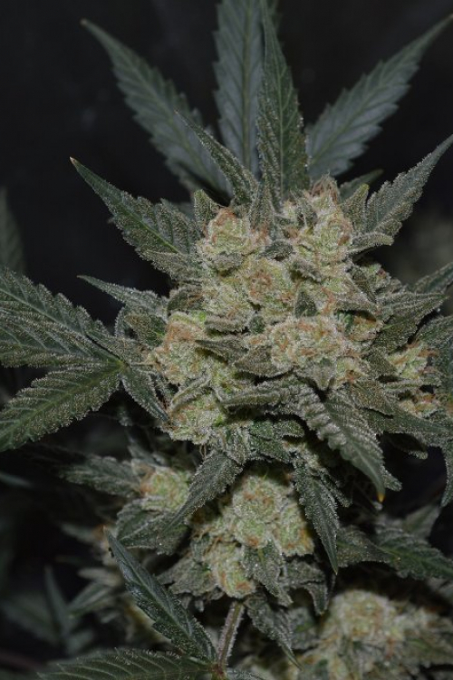 Girl Scout Cookies Auto