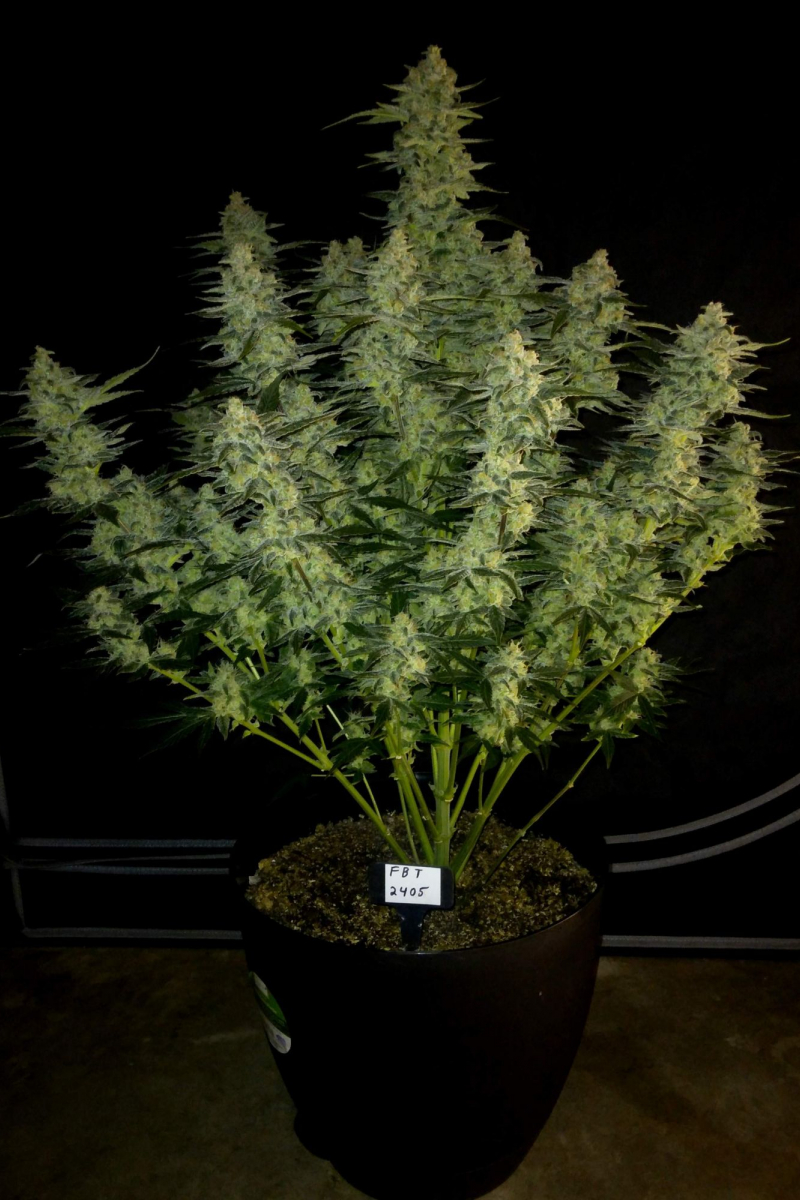 Photo of Papaya Cookies Auto