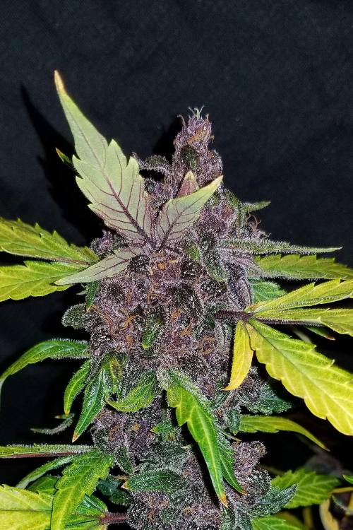 Crystal Meth Auto