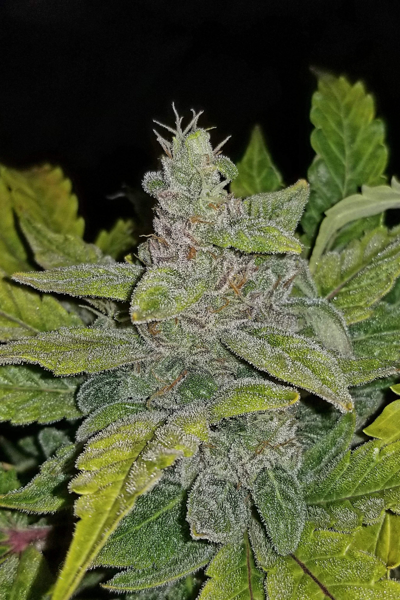 Photo of CBD Auto 11 CBD Crack