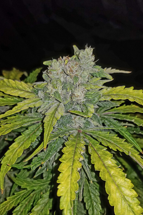 CBD Auto 11 CBD Crack