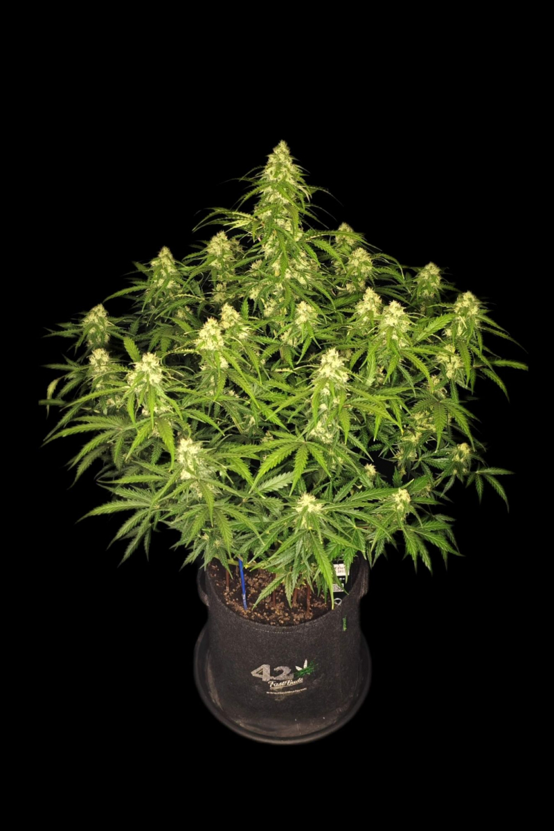 Photo of Sour Jealousy Auto