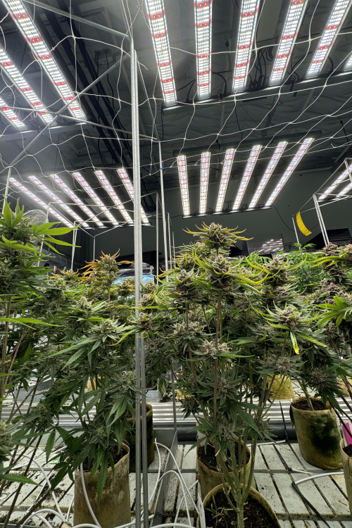 Cherry Cola Auto RF3