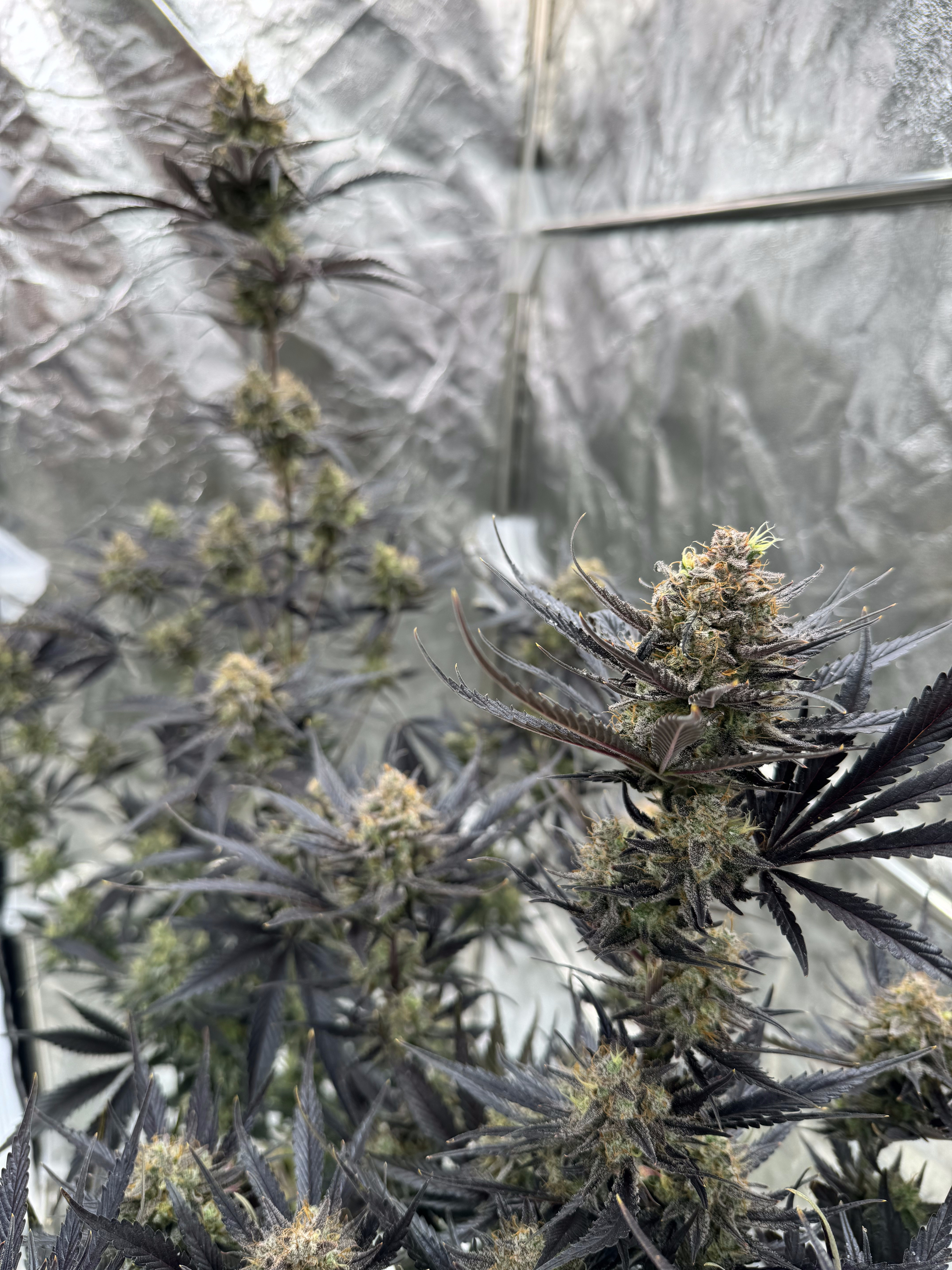 Guava Auto RF3