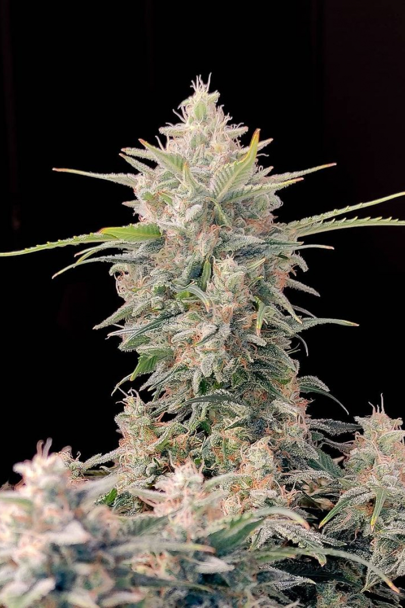 Photo of Skunk Auto