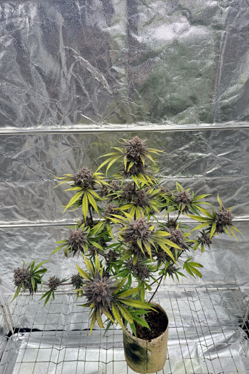 Cherry Cola Auto RF3