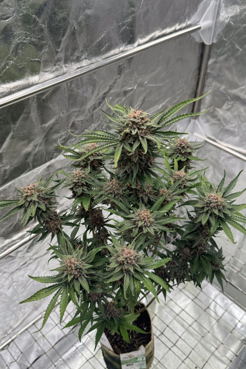 Cherry Cola Auto RF3