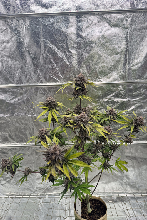 Cherry Cola Auto RF3