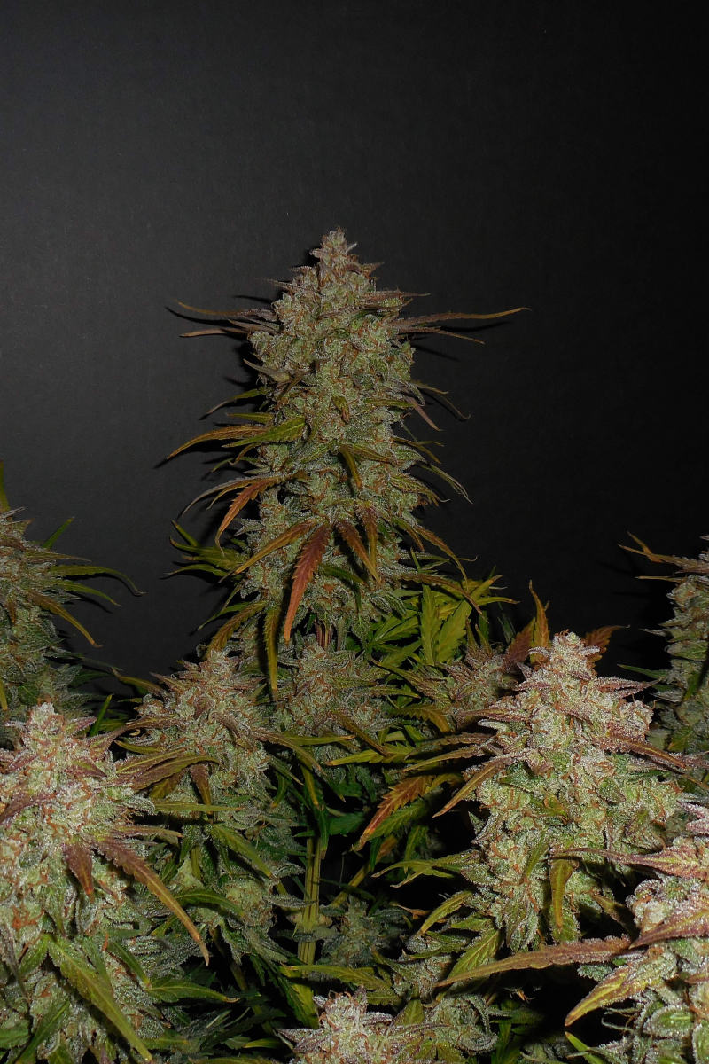 Photo of Lemon AK Auto