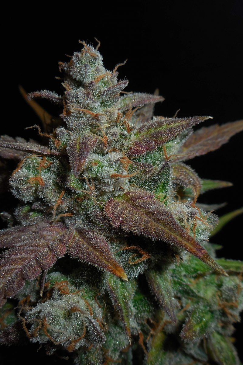 Photo of Lemon AK Auto