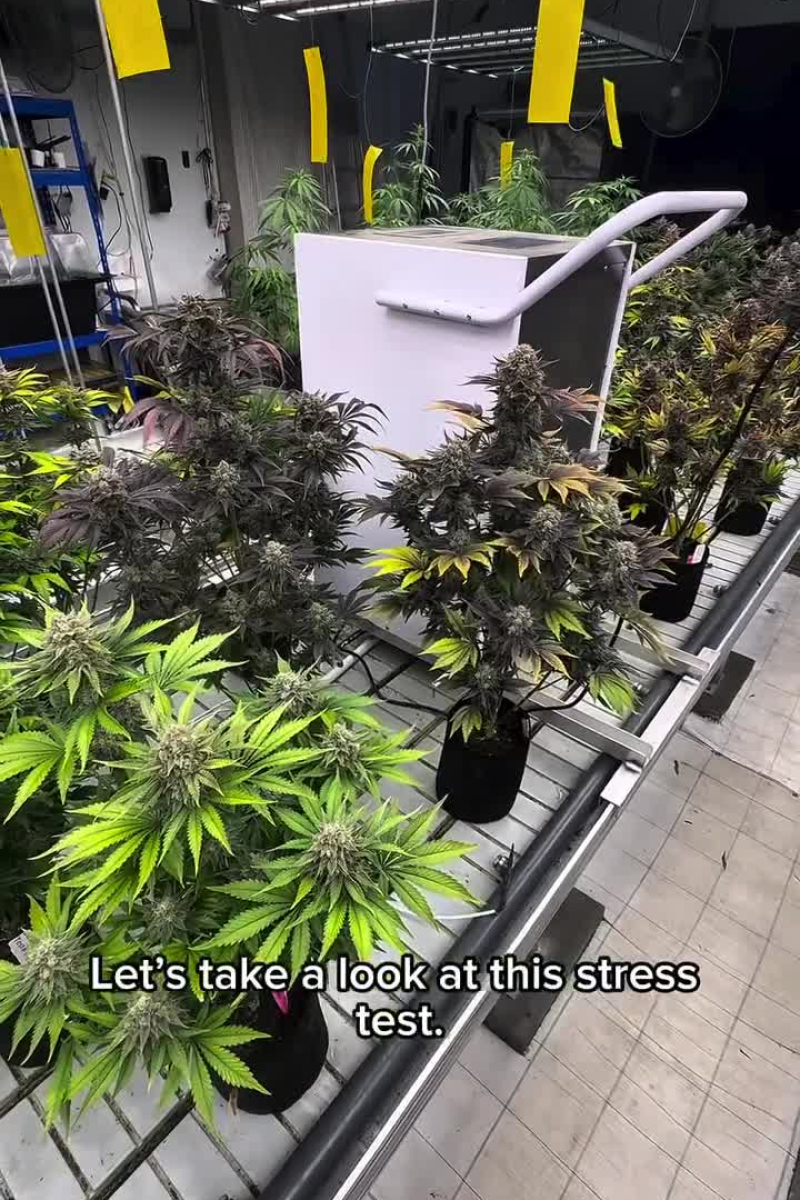 Frostbanger Auto F4 video