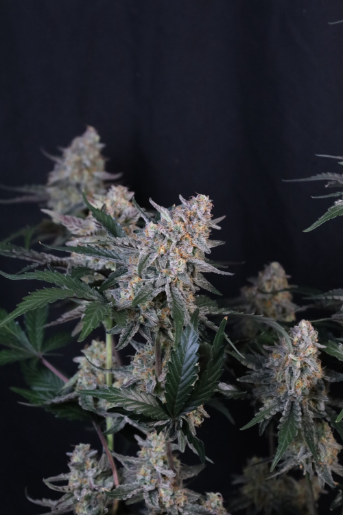 Guava Sundae Auto