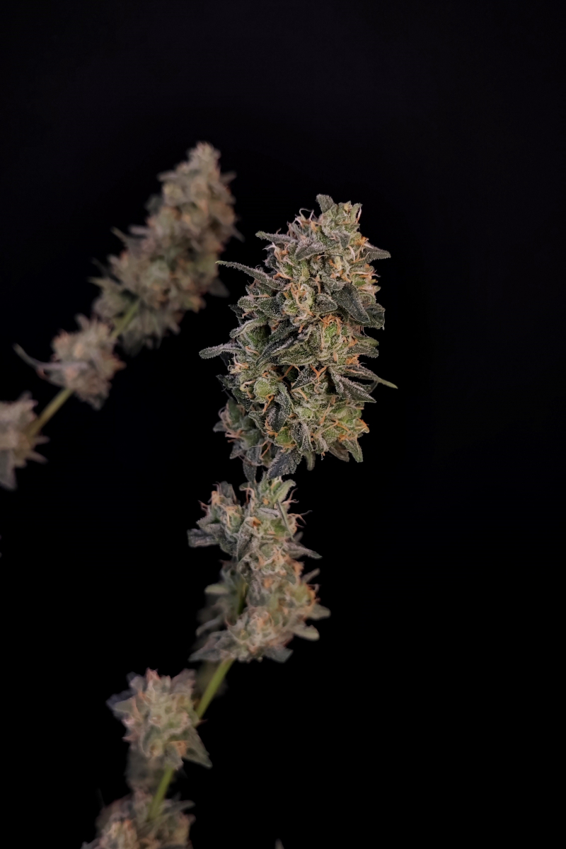 Photo of BubbleGum Auto