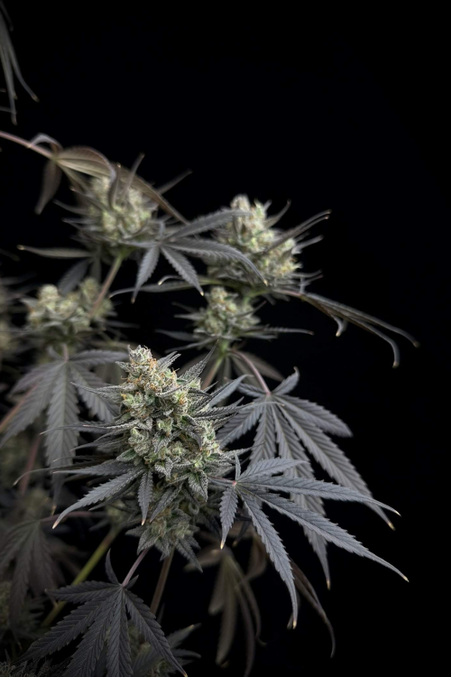 Pound Cake Auto