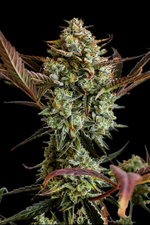 Ztrawberriez Auto