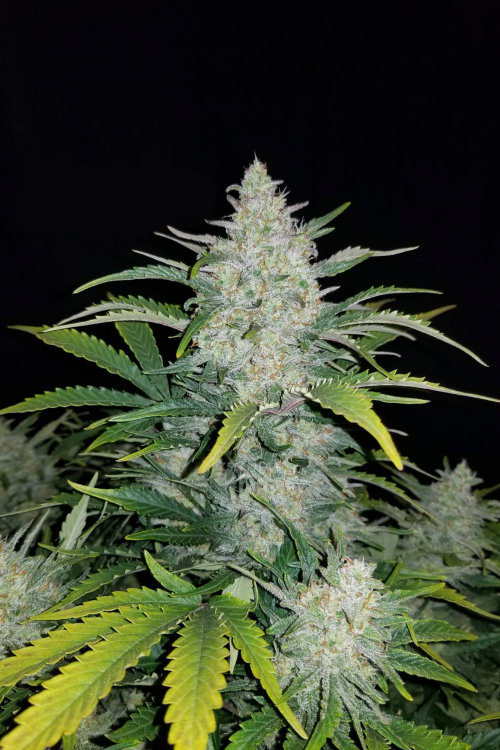 Rhino Ryder Auto