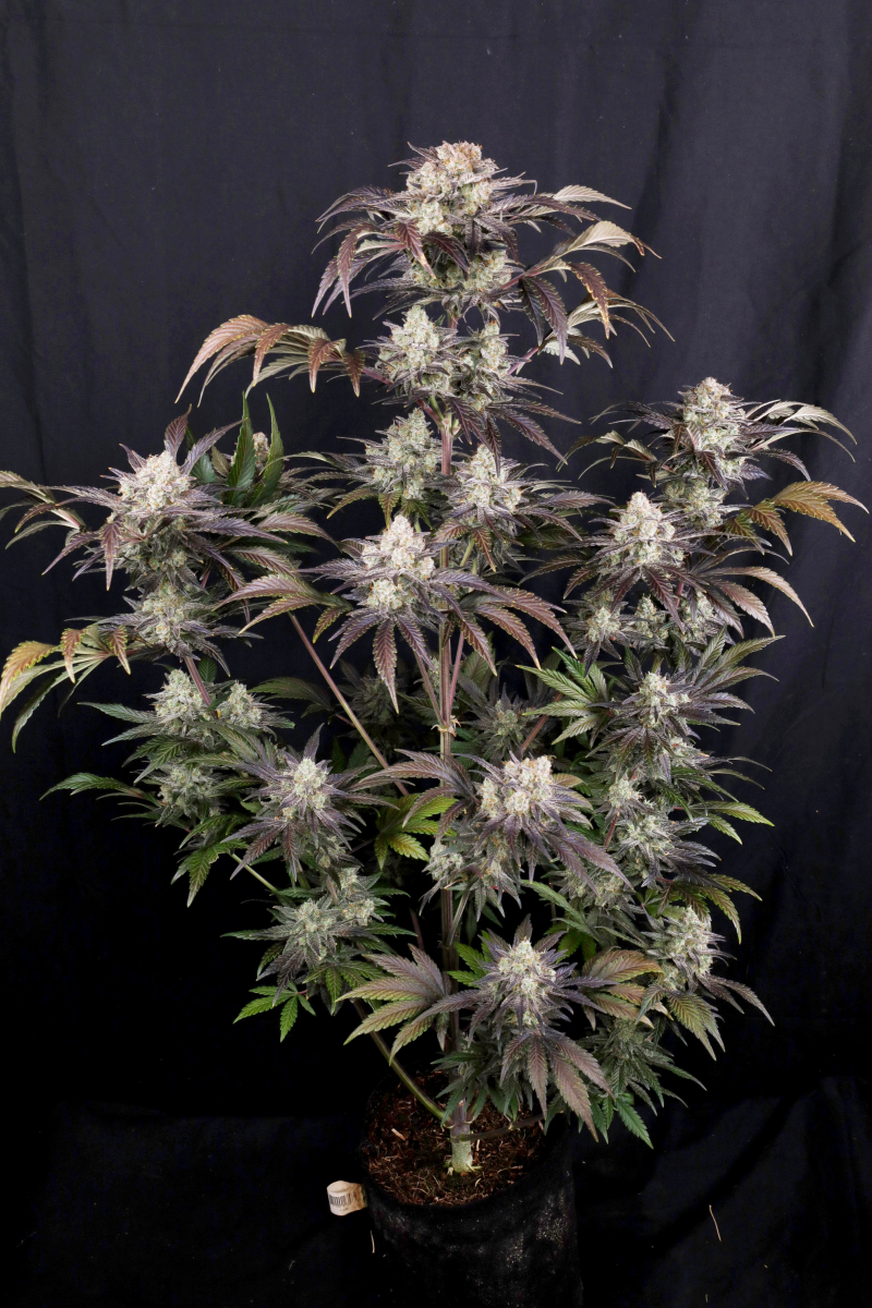 Photo of Frostbanger Auto